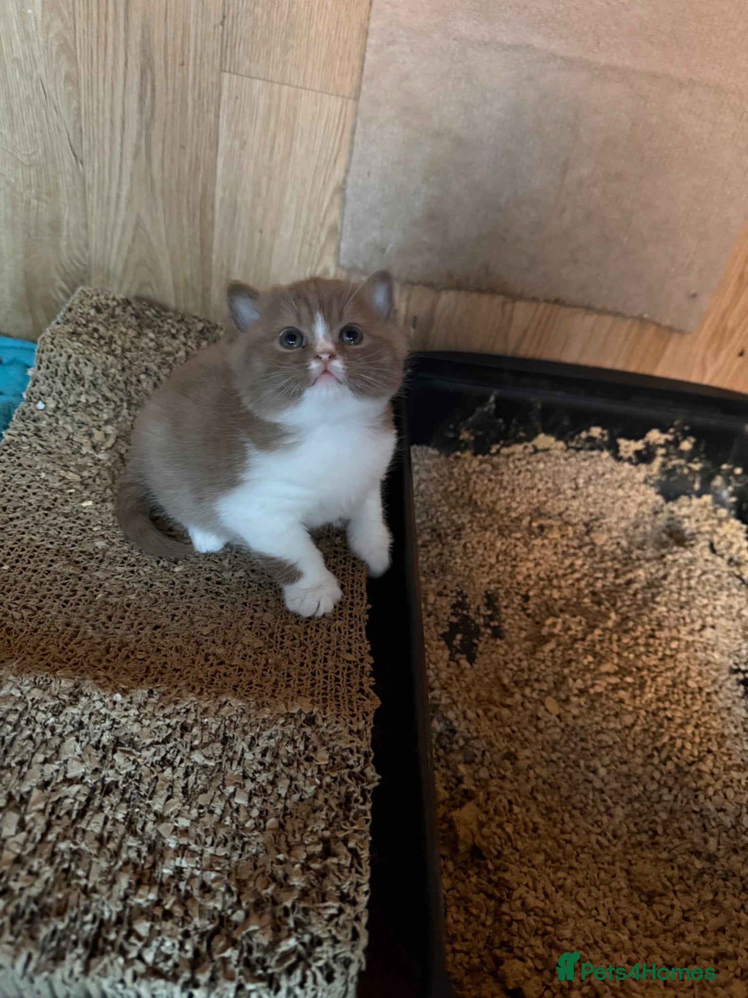 British Shorthair cats Non Active register  - Advert 1