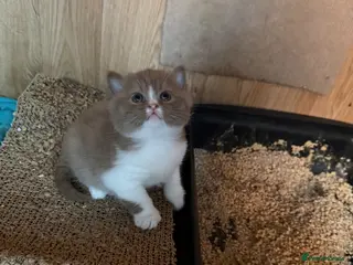 British Shorthair cats Non Active register - Advert 1