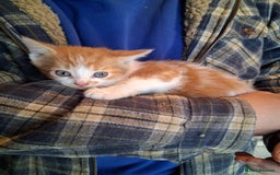 Mixed Breed cats for sale: Kittens available looking for their forever homes  - Image 3