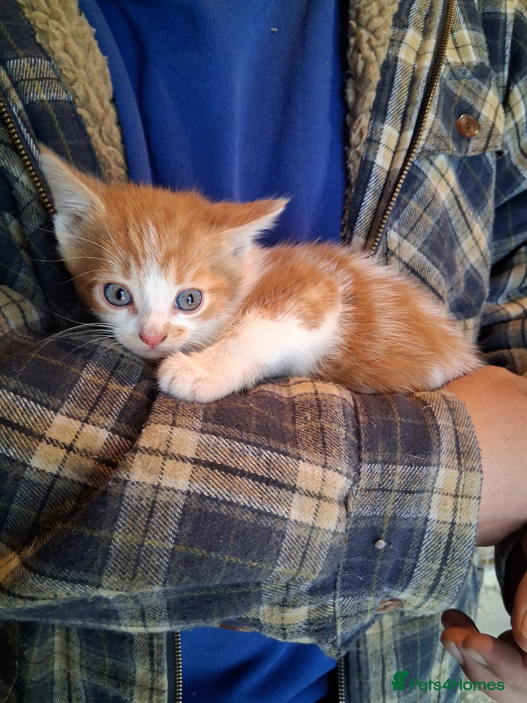 Mixed Breed cats for sale: Kittens available looking for their forever homes  - Image 3