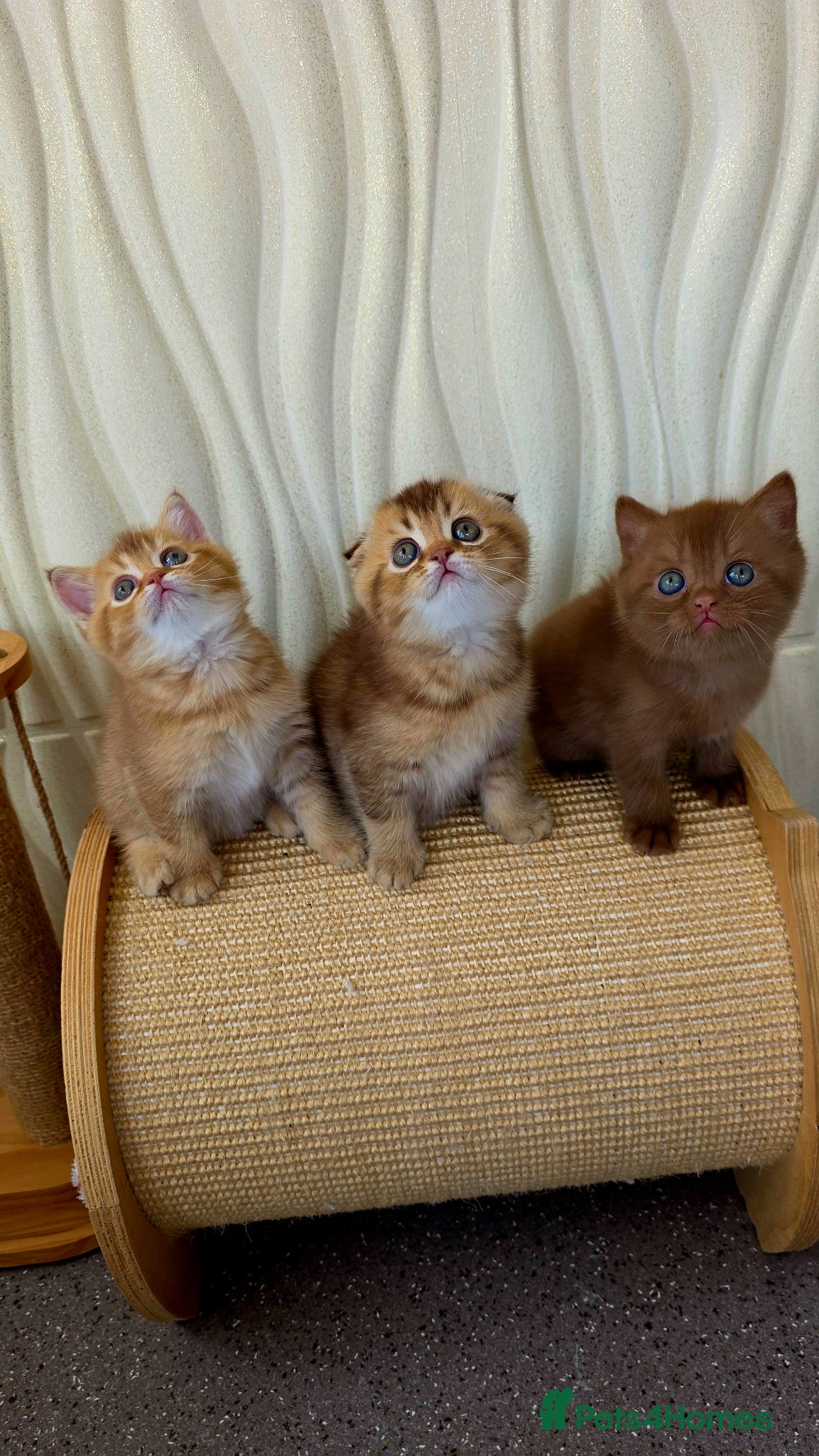 Scottish Fold cats Exclusive in the UK - Advert 1