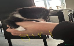 British Shorthair cats for sale: Beautiful tabby mix kittens  - Image 5