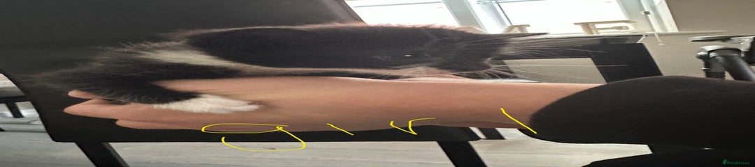 British Shorthair Kitten 4