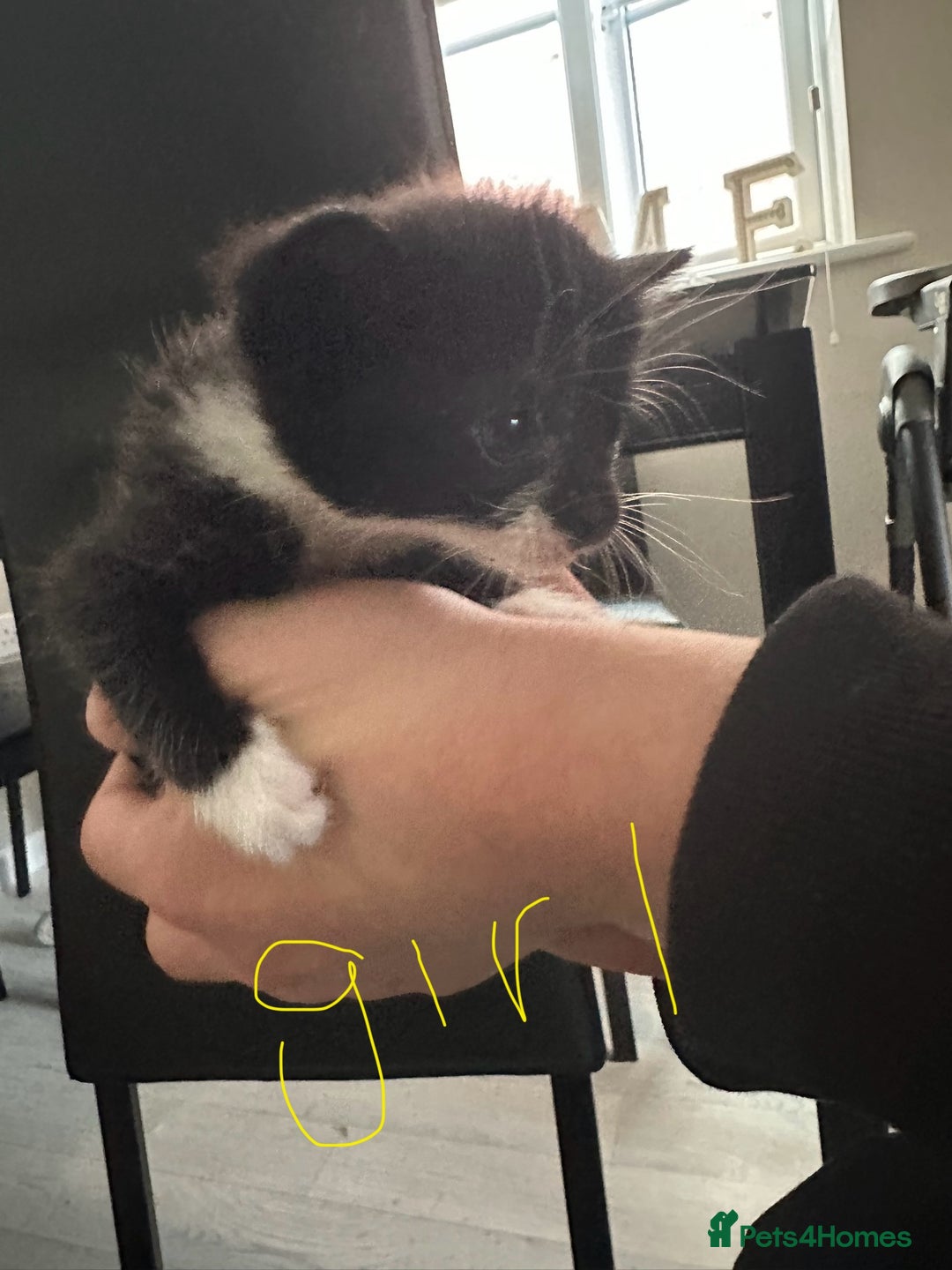 British Shorthair cats for sale: Beautiful tabby mix kittens  - Image 5