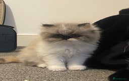 Persian cats for sale: 2 beautiful and lively Persians for sale  - Advert 3