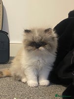Persian cats 2 beautiful and lively Persians for sale - Advert 2