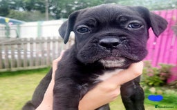 Cane Corso dogs for sale: 💜 gorgeous cane corsos puppies 💜ready in 3 weeks - Image 12