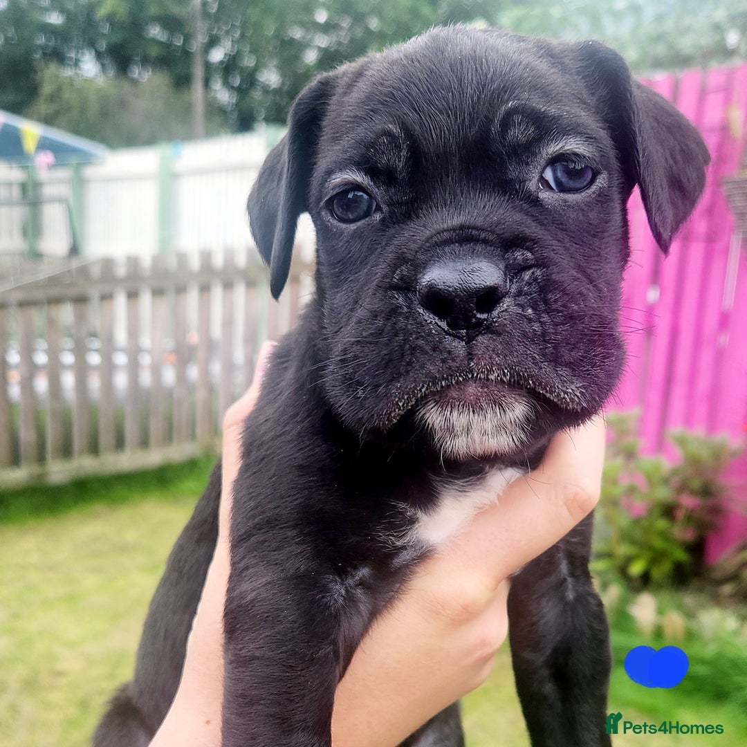 Cane Corso dogs for sale: 💜 gorgeous cane corsos puppies 💜ready in 3 weeks - Image 12