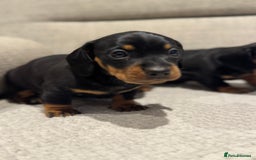 Miniature Dachshund dogs for sale: Mini miniature dachshund puppies  - Image 5