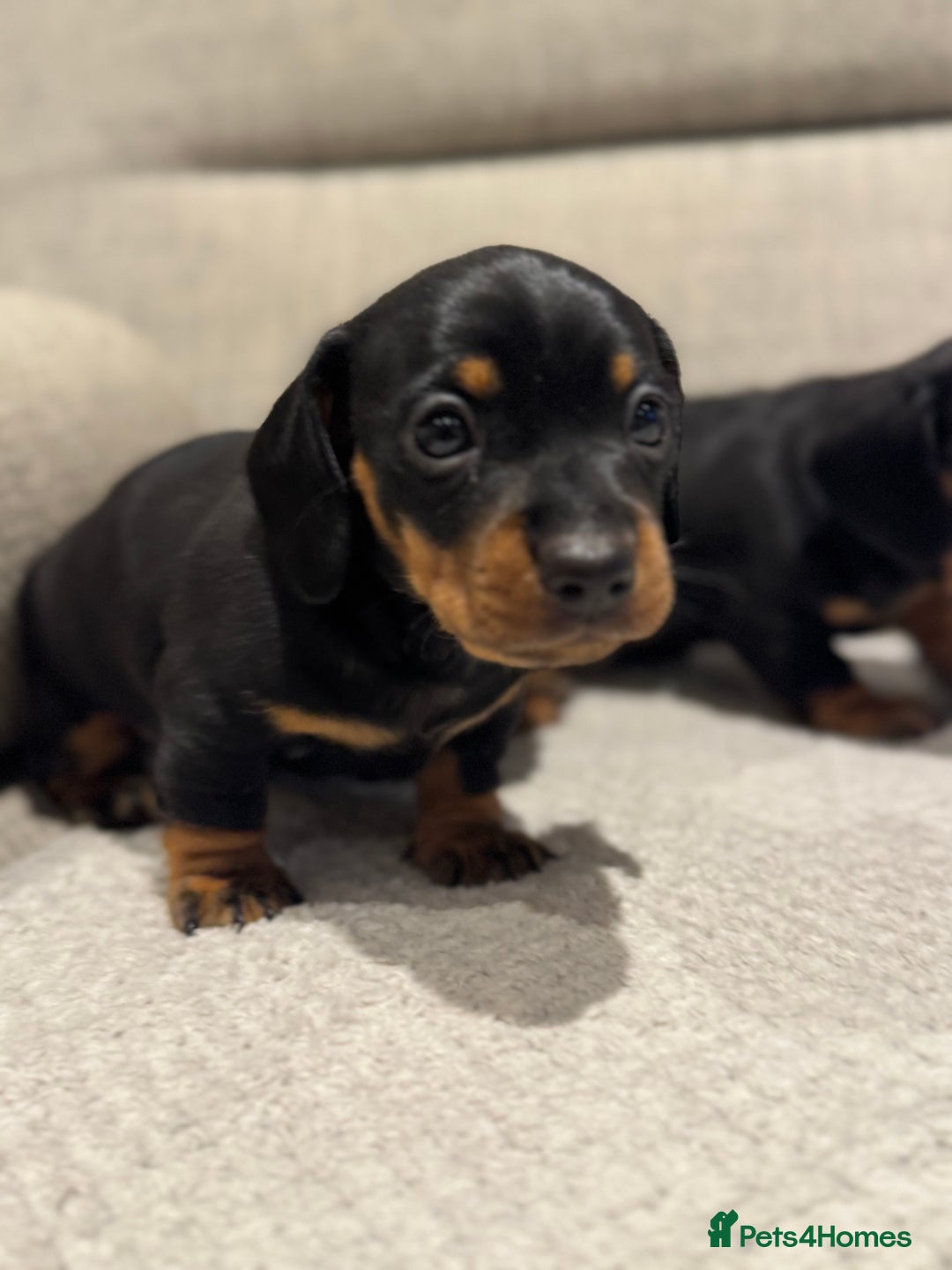 Miniature Dachshund dogs for sale: Mini miniature dachshund puppies  - Image 5