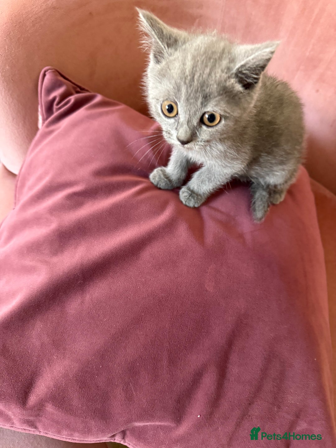 British Shorthair cats for sale: British Shorthair Kittens, 5 weeks free Insurance - Image 6