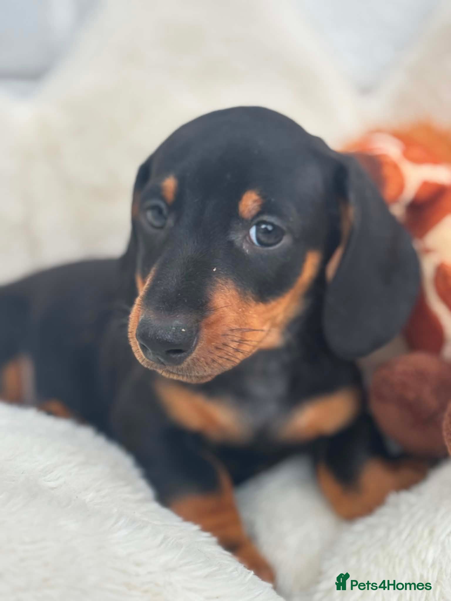 Dachshund dogs Minature Dachshund pups - Advert 2