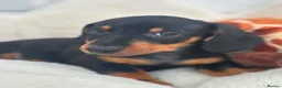 Dachshund dogs for sale: Minature Dachshund pups - Advert 7