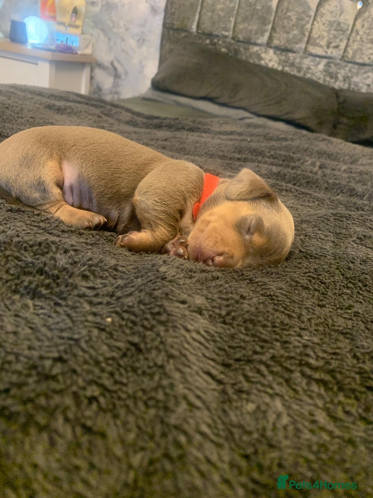 Dachshund dogs Dachshund Puppies(Loverly Colours) - Advert 2