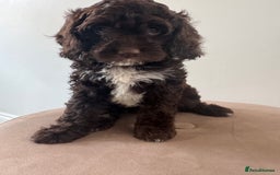 Cavapoo dogs for sale: F1 Cavapoo pups. Beautiful litter of five bitches. - Image 7