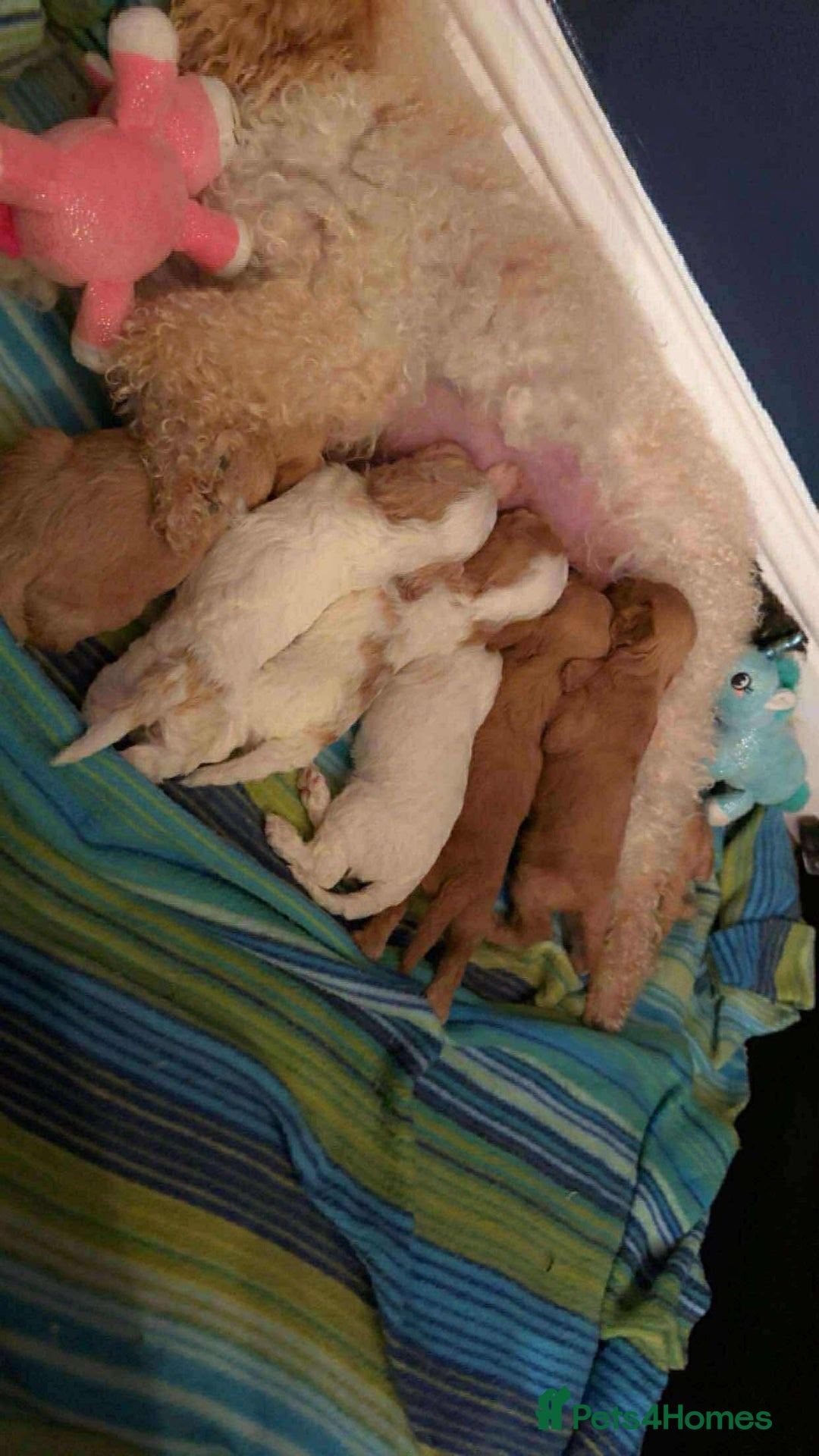 Cavapoo dogs for sale: F1 cavapoo puppies  - Image 9