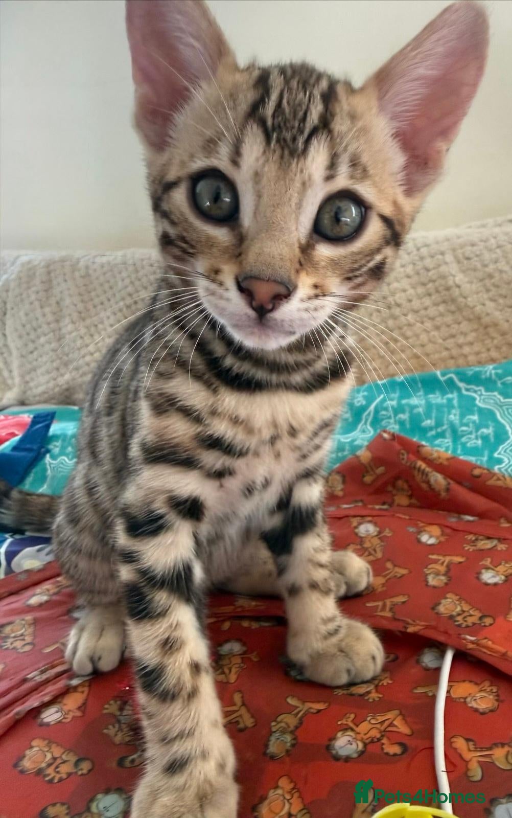 Bengal cats Stunning Bengal Kittens. TICA Registered. - Advert 2