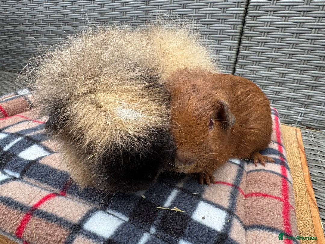 Guinea Pig rodents for sale: Beautiful boys  - Advert 1