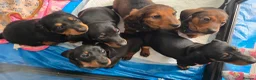 Dachshund dogs for sale: KC Standard Long Haired & Smooth Dachshund Puppies - Advert 1