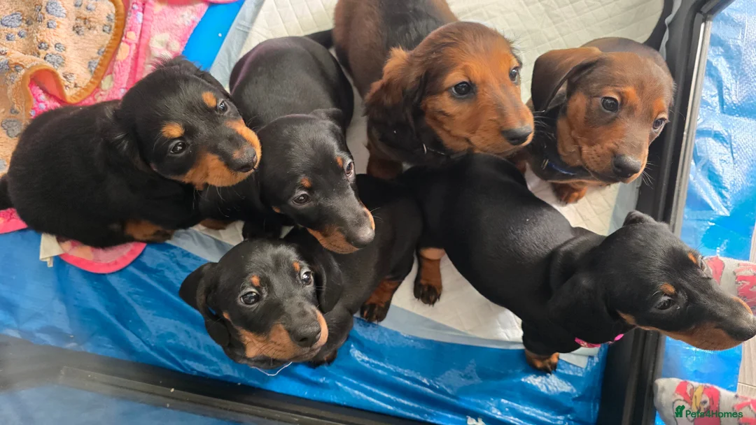 Dachshund dogs for sale: KC Standard Long Haired & Smooth Dachshund Puppies - Advert 1