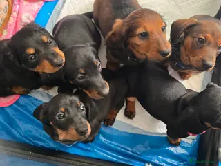 Dachshund dogs Standard Long Haired & Smooth Dachshund Puppies - Advert 2