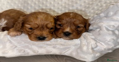 Cavapoo dogs - Advert 16