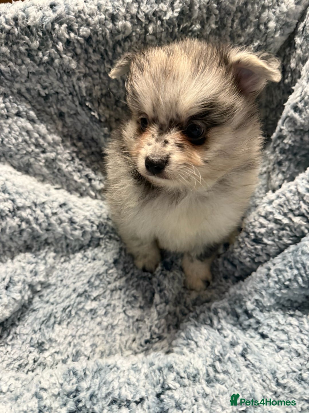 Pomeranian dogs for sale: Puppies Ready for new homes  - Advert 28