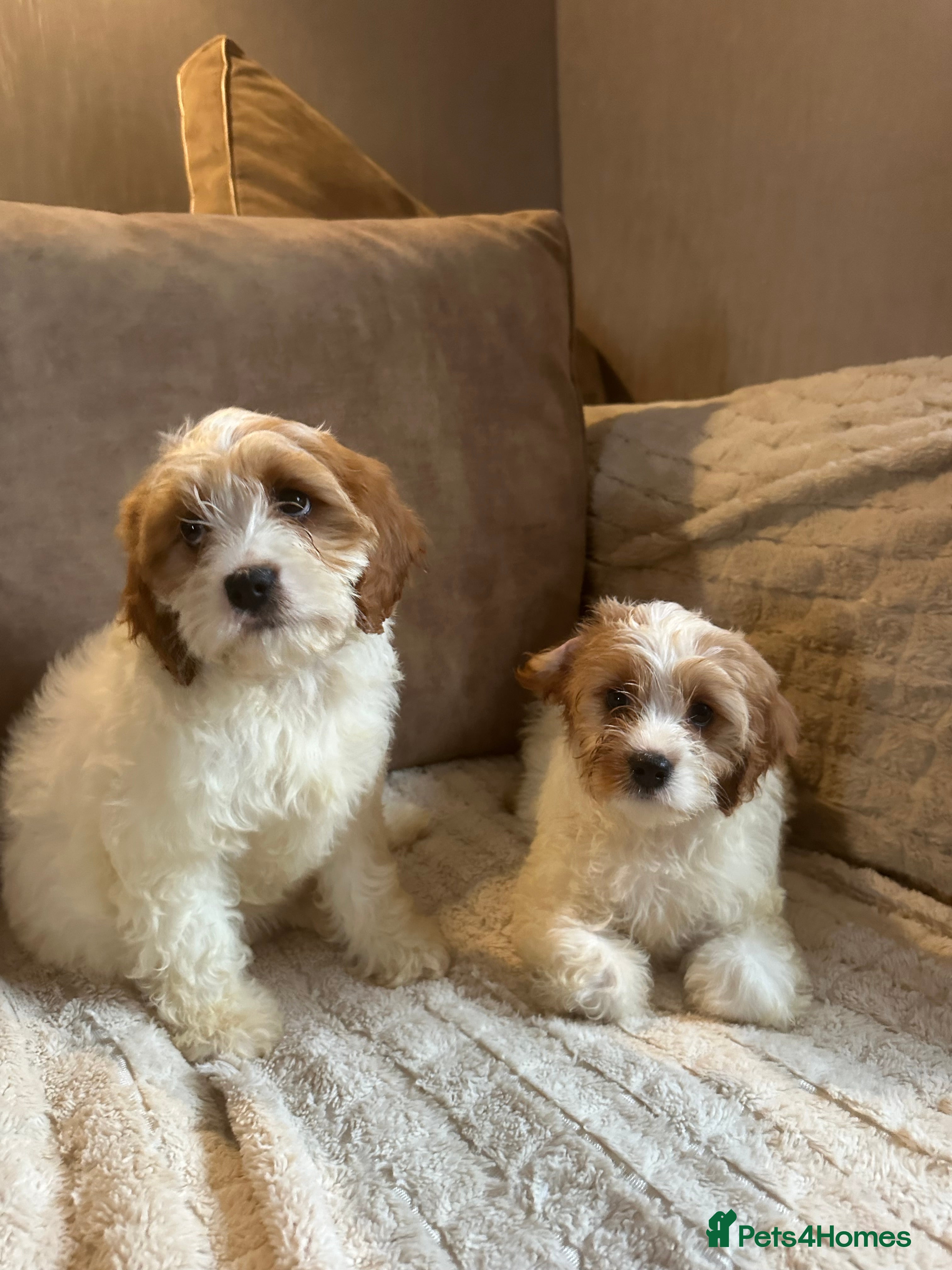 Cockapoo dogs Fully vaccinated cockapoos DNA health tested - Advert 18