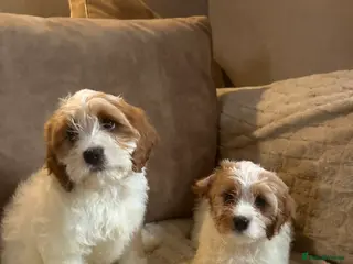 Cockapoo dogs Fully vaccinated cockapoos DNA health tested - Advert 18