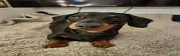 Miniature Dachshund dogs for stud: Miniature Smooth Dachshund in Cinderford - Advert 4