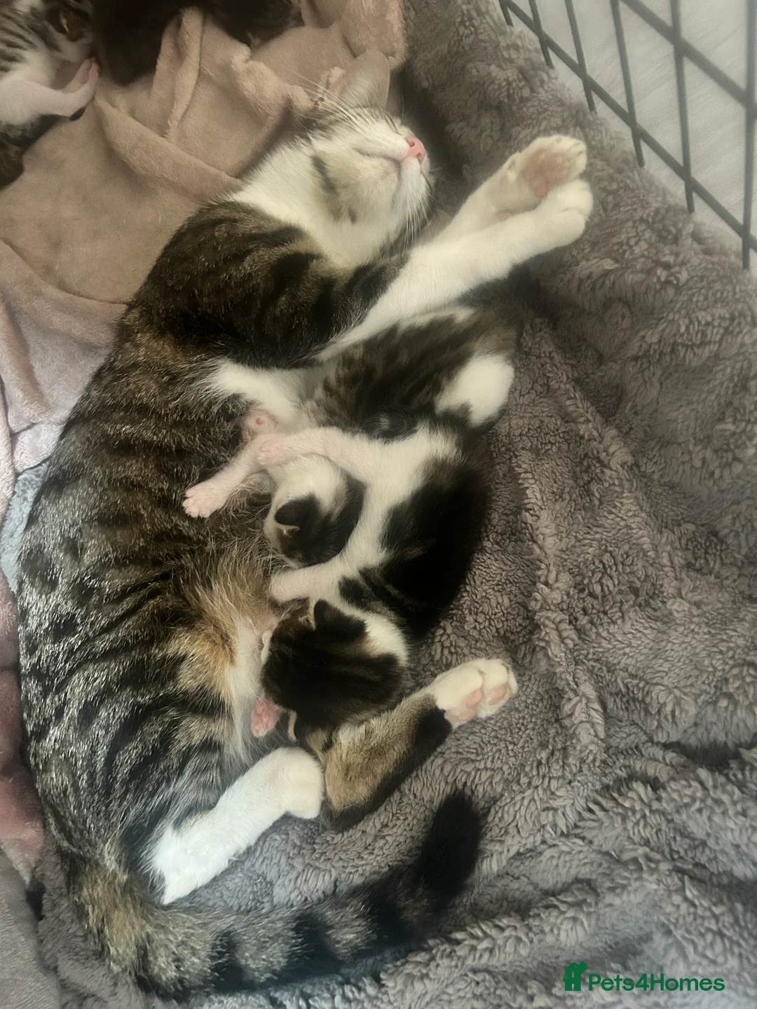 Domestic Shorthair cats for sale: 3 kittens for sale  in Tamworth - Advert 2