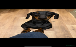 Dachshund dogs for sale: Wait list now open for KC dachshund puppies - Image 4