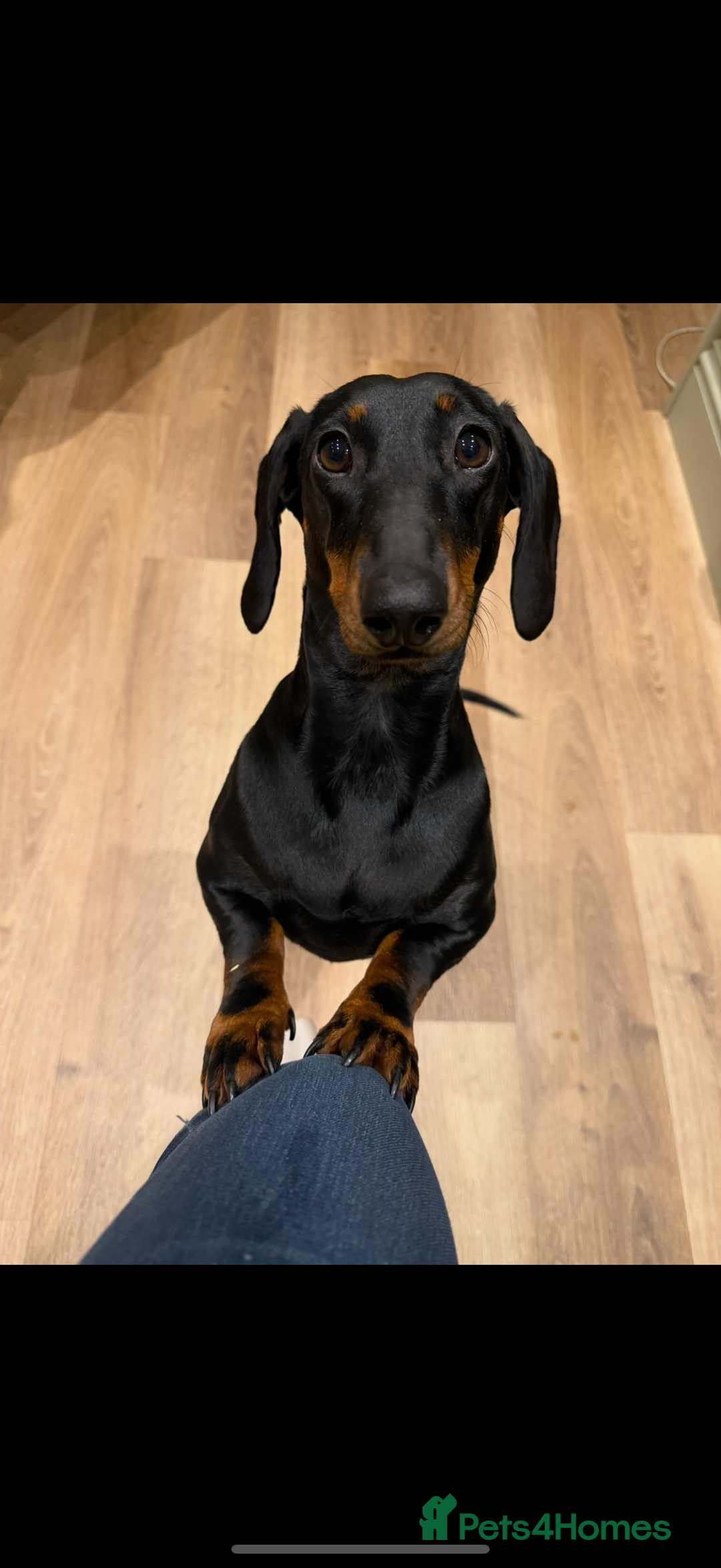 Dachshund dogs for sale: Wait list now open for KC dachshund puppies - Image 4