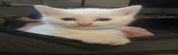 Maine Coon cats for sale: 4 stunning kittens  - Advert 20