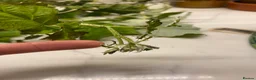 Stick Insects invertebrates for sale: Indian stick insects in Gloucester - Advert 2