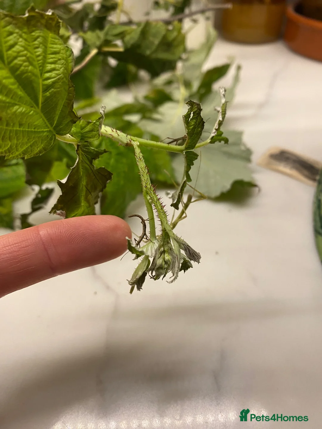 Stick Insects invertebrates for sale: Indian stick insects in Gloucester - Advert 2