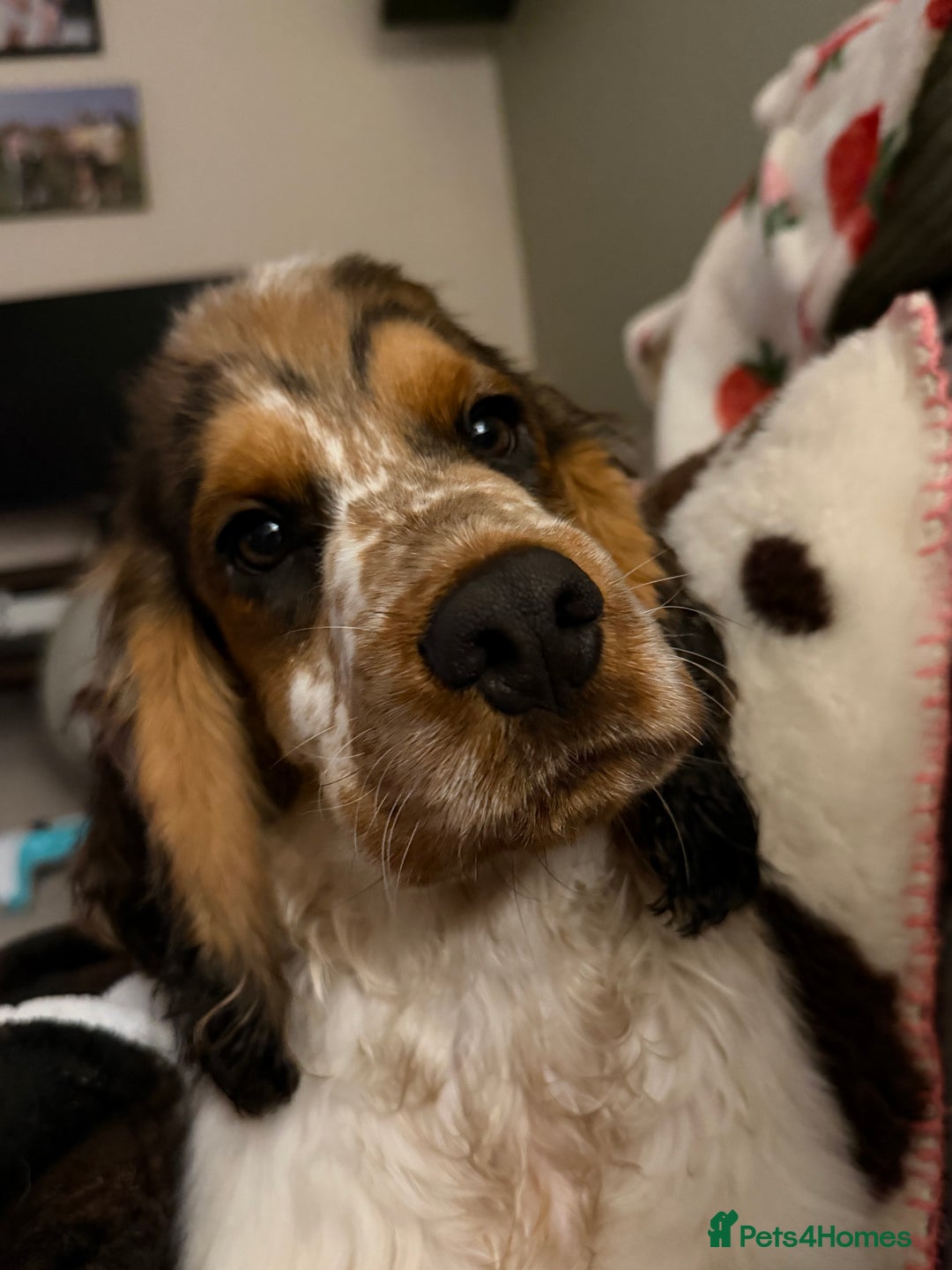 Cocker Spaniel dogs for sale: Hughie Show Coker spaniel  - Advert 1