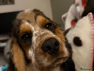 Cocker Spaniel dogs for sale: Hughie Show Coker spaniel - Advert 1