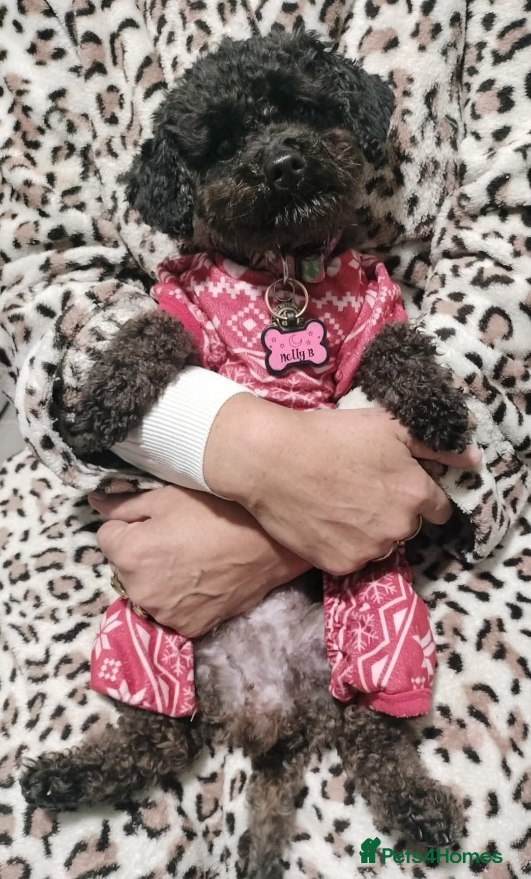 Chipoo dogs for sale: Princess Nelly  - Advert 4