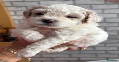 Poochon dogs - Advert 6