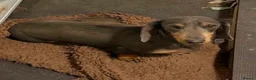 Dachshund dogs for sale: Daschund Puppies in Bridgwater - Advert 1