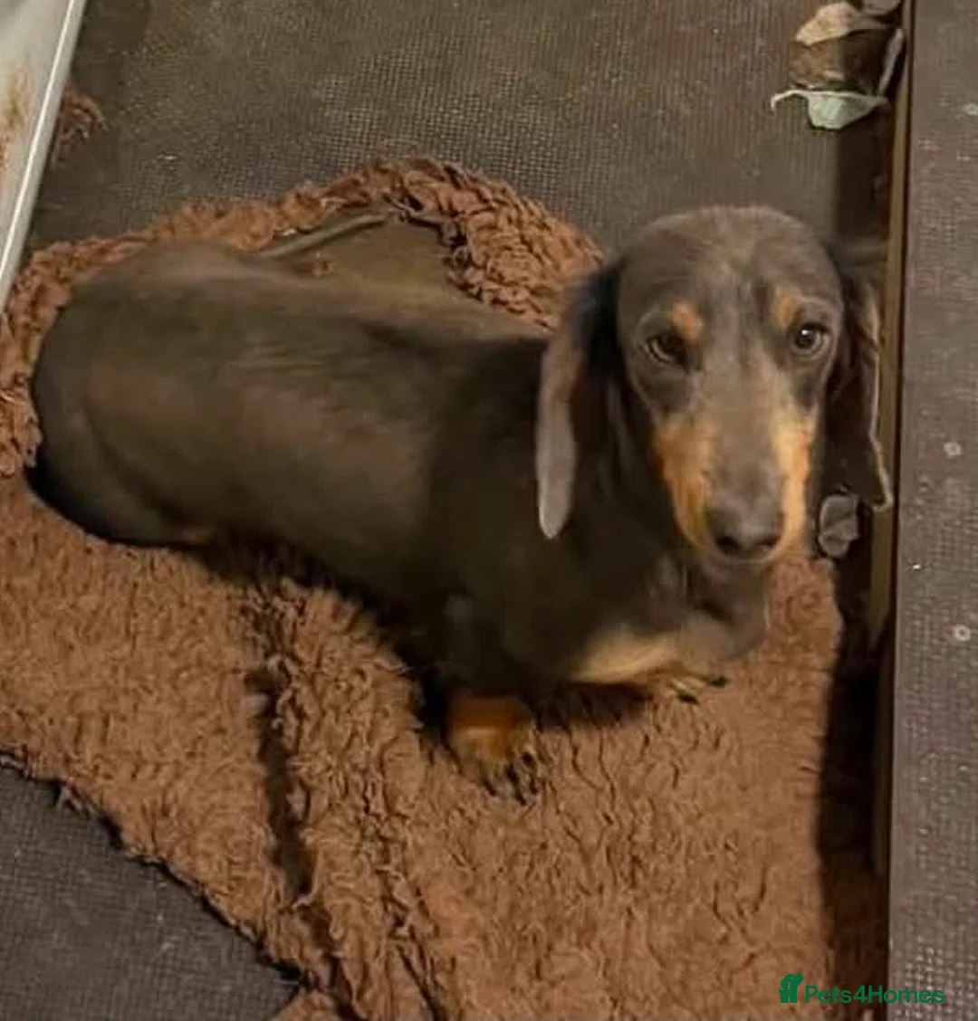 Dachshund dogs for sale: Daschund Puppies in Bridgwater - Advert 1