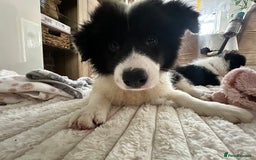 Border Collie dogs for sale: Last 2 girls left !!! International Champion line - Image 15