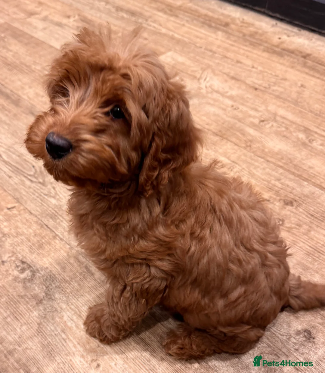 Cockapoo dogs for sale: SMALL COCKAPOO PUPPIES REDS APRICOT GOLDENS - Advert 4