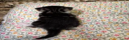 American Shorthair cats for sale: 4 Beautiful American Shorthair Kittens  - Advert 14