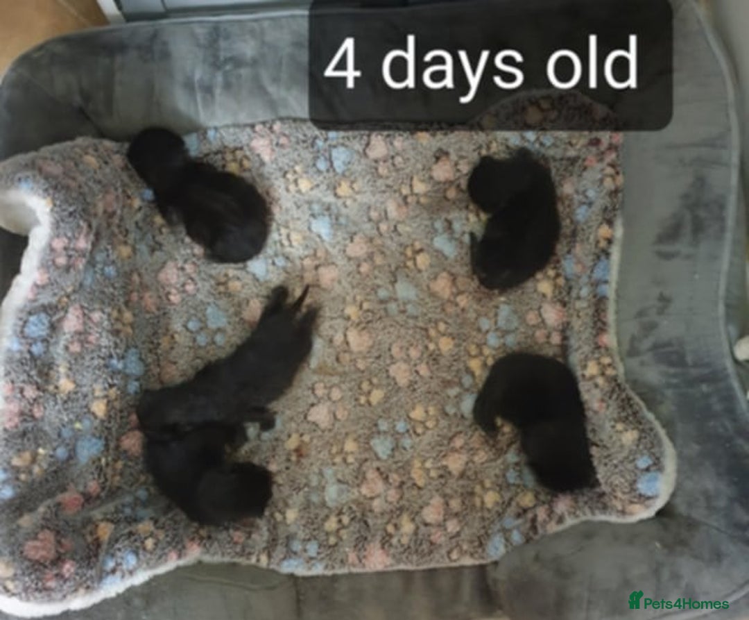 Mixed Breed cats for sale: 5 sweet and purr-fect chocolate brownie babies 🐾 - Image 4