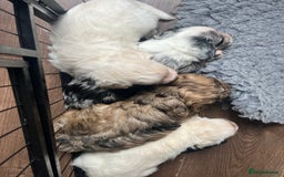 Mixed Breed dogs for sale: Gorgeous little Peekapoo’s - Image 7