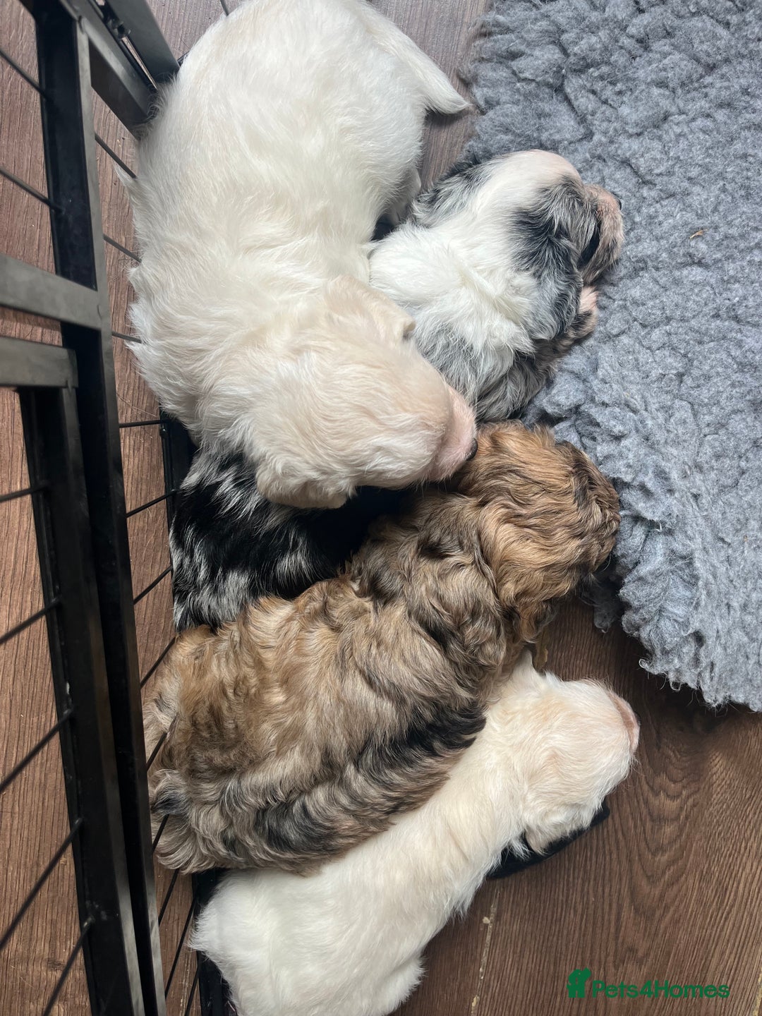 Mixed Breed dogs for sale: Gorgeous little Peekapoo’s - Image 7
