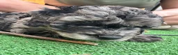 Cockapoo dogs for sale: Gorgeous Blue Merle Cockapoo Boy in Warrington - Advert 5