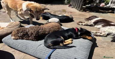 Mixed Breed dogs - Advert 1